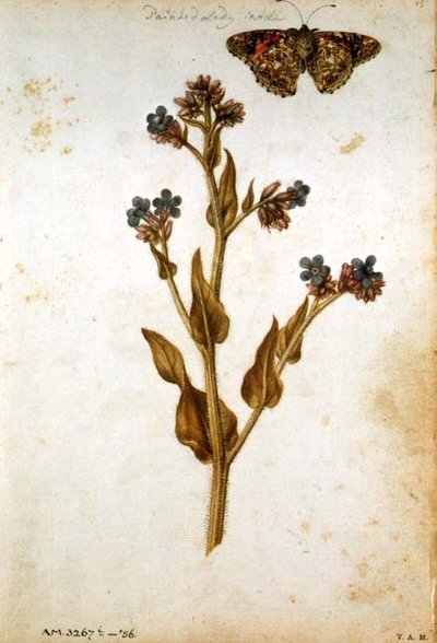 Anchusa officinalis con farfalla Painted Lady, c.1568 da Jacques  Le Moyne
