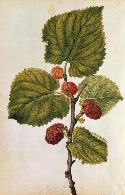  da Jacques (1533-88) Le Moyne