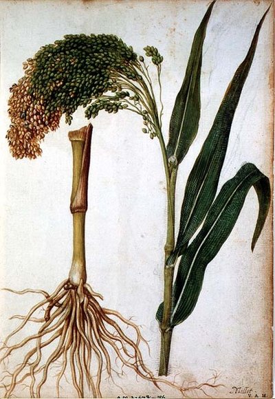 Setaria italica, c.1568 da Jacques  Le Moyne