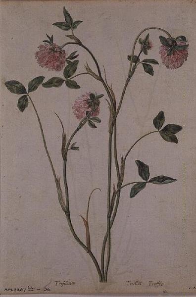 Triflorium pratense, c.1568 da Jacques  Le Moyne
