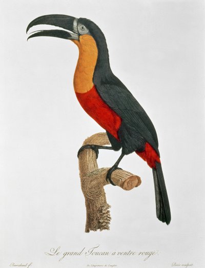 Touraco gigante, inciso da Guyard da Jacques (after) Barraband