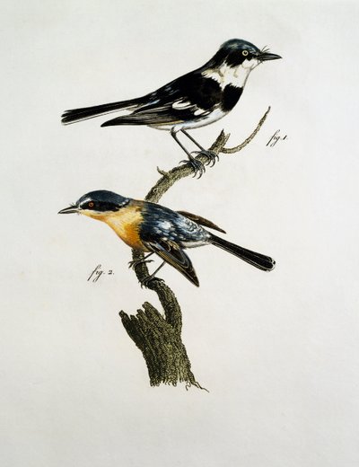 Maschio e femmina di Pririt Batis (Batis pririt) da Jacques (after) Barraband