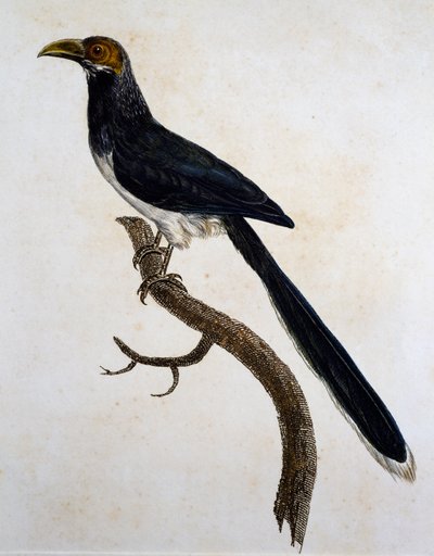 Malkoha dalla faccia rossa (Phaenicophaeus pyrrhocephalus) da Jacques (after) Barraband
