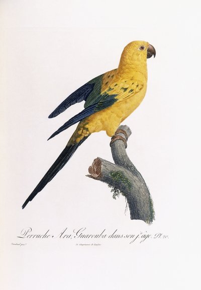 Pappagallo dorato, Ara Guarouba, in giovane età da Jacques Barraband