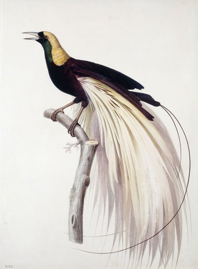 Grande uccello del paradiso, maschio da Jacques Barraband