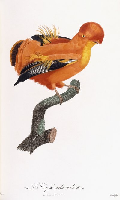Maschio di Gallo della roccia da Jacques Barraband
