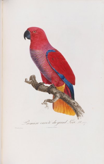 Premiere variete du Grand Lori, inciso da Langlois, c.1801-05 da Jacques Barraband