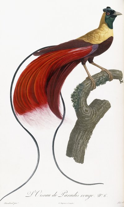 Uccello del paradiso rosso da Jacques Barraband