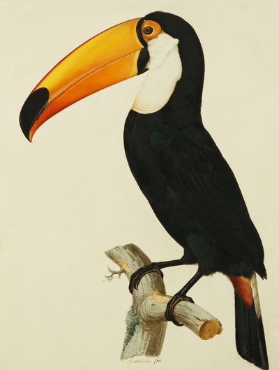 Il Toco Toco Tucano da Jacques Barraband