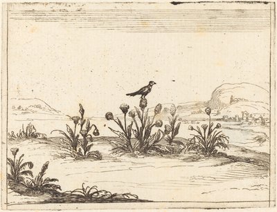 Uccello appollaiato su un cardo da Jacques Callot