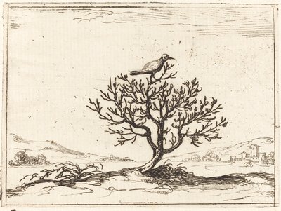 Usignolo in un cespuglio da Jacques Callot