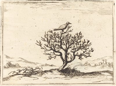 Usignolo in un cespuglio, 1628 da Jacques Callot