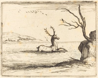 Cervo nell