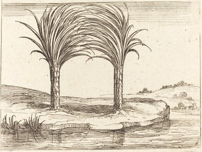 Due palme da Jacques Callot
