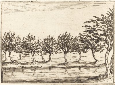 Salici al Bordo dell