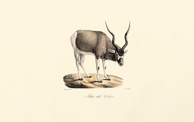  da Jacques Christophe Werner