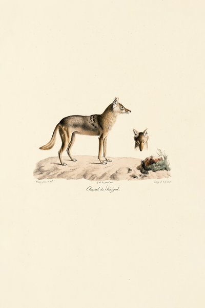 Sciacallo dorato africano del Senegal da Jacques Christophe Werner