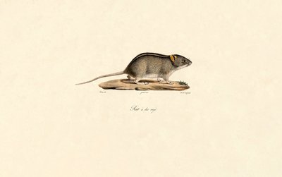  da Jacques Christophe Werner