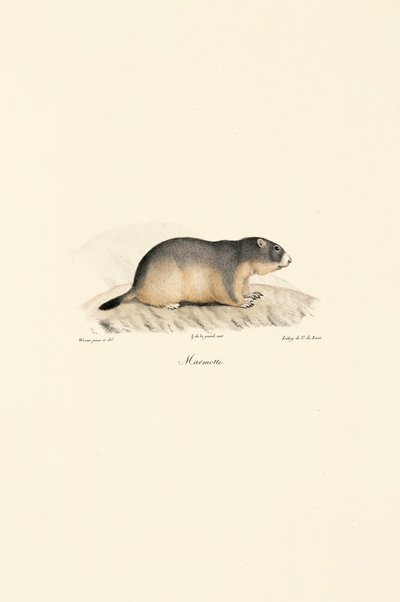 Alpine Marmot da Jacques Christophe Werner