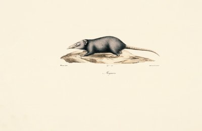  da Jacques Christophe Werner