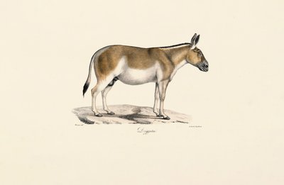  da Jacques Christophe Werner
