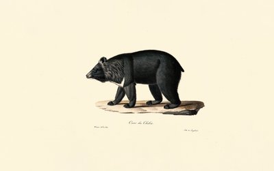 Orso nero asiatico (orso tibetano) da Jacques Christophe Werner