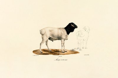  da Jacques Christophe Werner