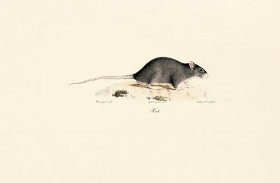  da Jacques Christophe Werner