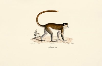  da Jacques Christophe Werner