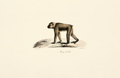  da Jacques Christophe Werner