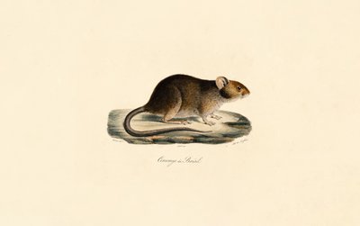  da Jacques Christophe Werner