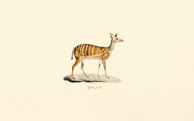  da Jacques Christophe Werner