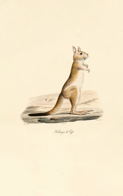  da Jacques Christophe Werner