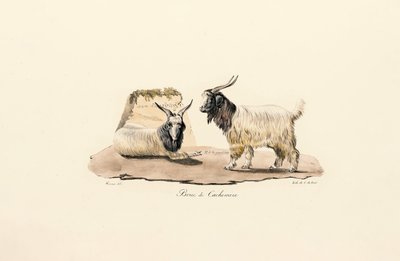  da Jacques Christophe Werner