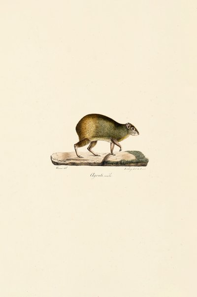  da Jacques Christophe Werner