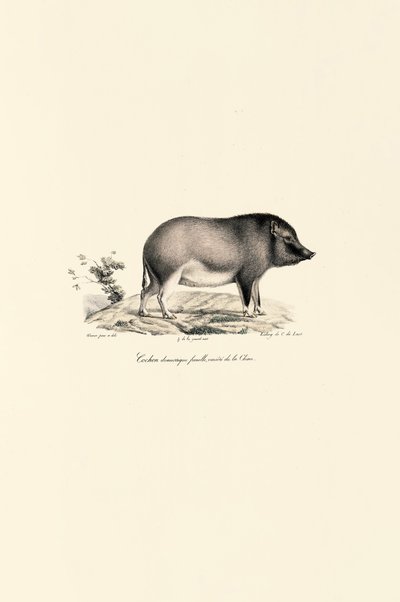  da Jacques Christophe Werner