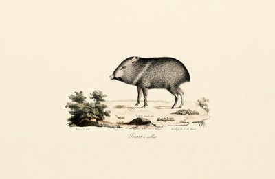  da Jacques Christophe Werner