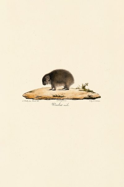 Vombato comune (maschio) da Jacques Christophe Werner