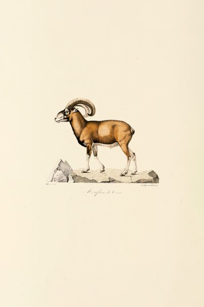  da Jacques Christophe Werner