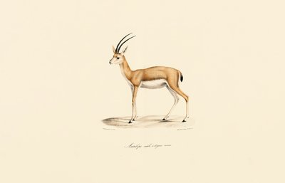  da Jacques Christophe Werner