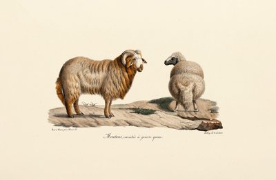  da Jacques Christophe Werner