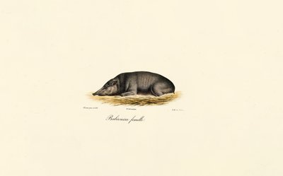  da Jacques Christophe Werner