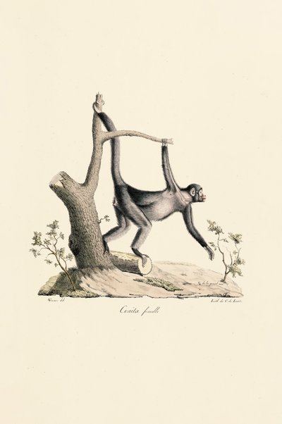  da Jacques Christophe Werner