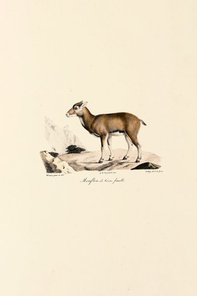  da Jacques Christophe Werner