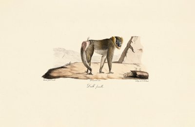  da Jacques Christophe Werner