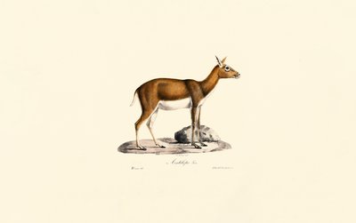 da Jacques Christophe Werner