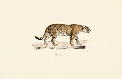  da Jacques Christophe Werner