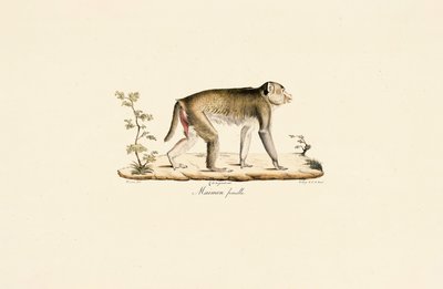  da Jacques Christophe Werner
