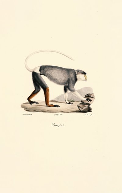  da Jacques Christophe Werner