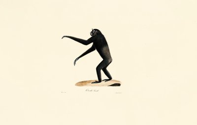 Female Siamang da Jacques Christophe Werner